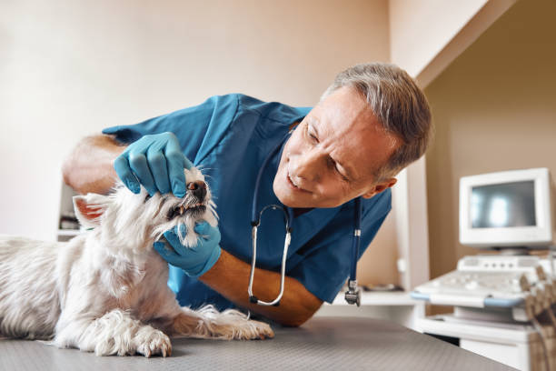 Best Tooth Infection Emergency Dentist  in Mount Carmel, PA